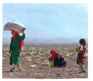 Afghanistan